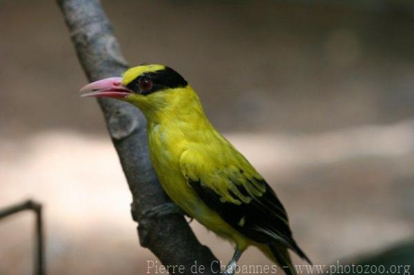 Black-naped oriole