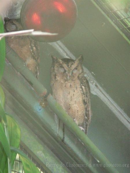 Sunda scops-owl *