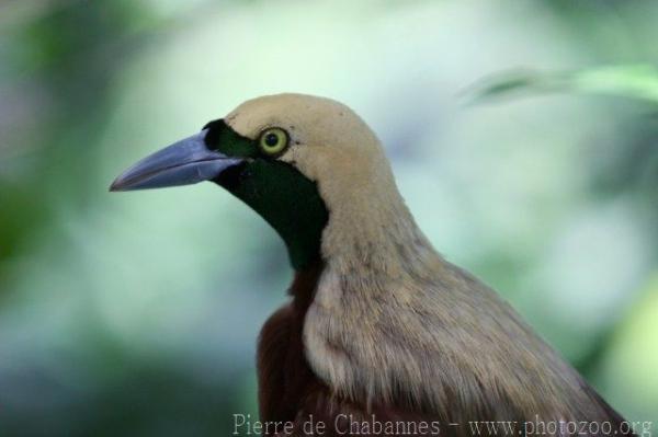 Lesser bird-of-paradise