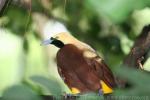 Lesser bird-of-paradise