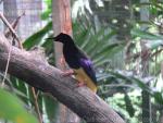 Twelve-wired bird-of-paradise