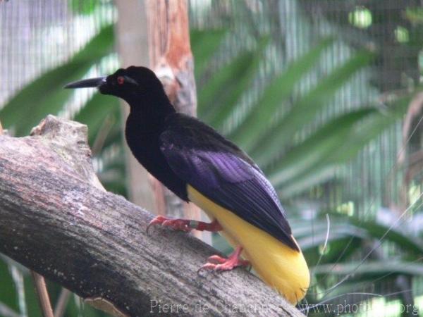 Twelve-wired bird-of-paradise