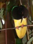 Twelve-wired bird-of-paradise