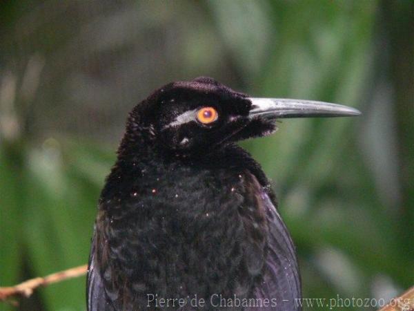 Twelve-wired bird-of-paradise