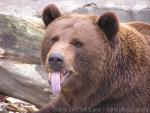 European brown bear *