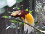 Lesser bird-of-paradise