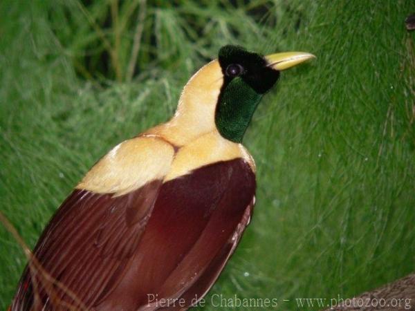 Red bird-of-paradise *