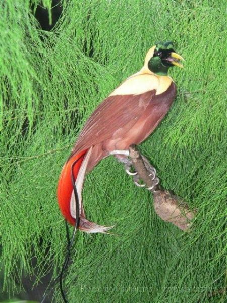 Red bird-of-paradise *