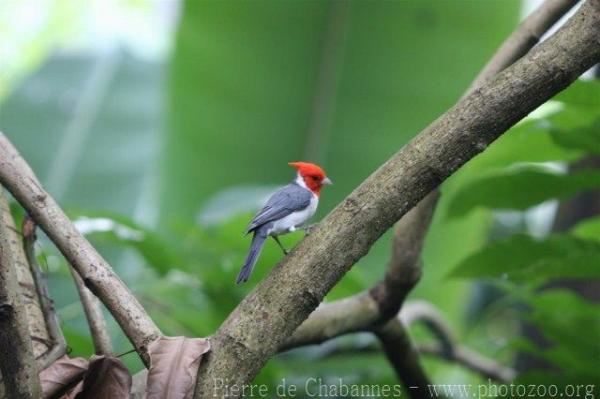 Red-crowned cardinal