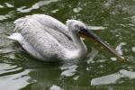 Dalmatian pelican