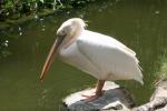 Great white pelican