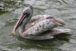 Spot-billed pelican