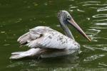 Spot-billed pelican