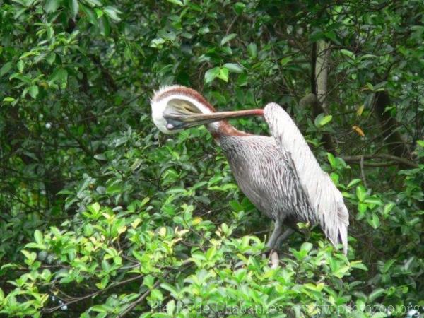 Brown pelican