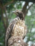 Crested honey-buzzard