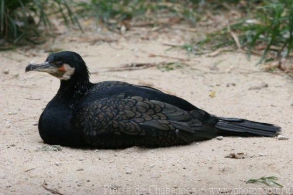 Great cormorant