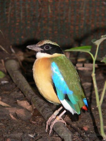 Blue-winged pitta