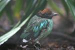 Hooded pitta