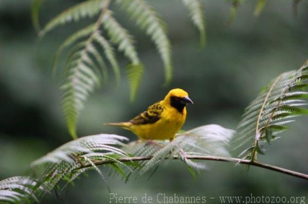 Asian golden weaver *