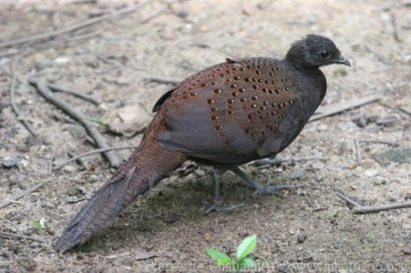 Mountain peacock-pheasant