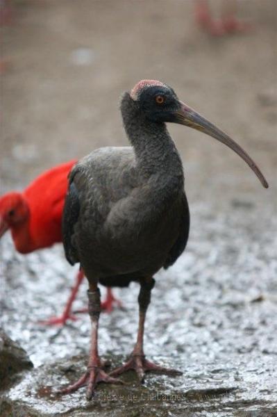 Indian black ibis *