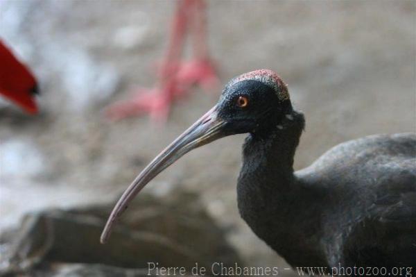 Indian black ibis *