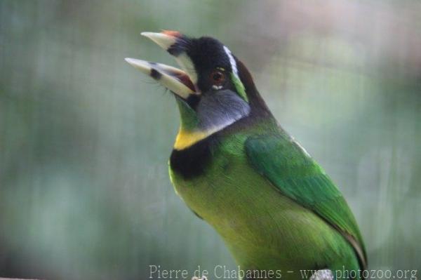 Fire-tufted barbet