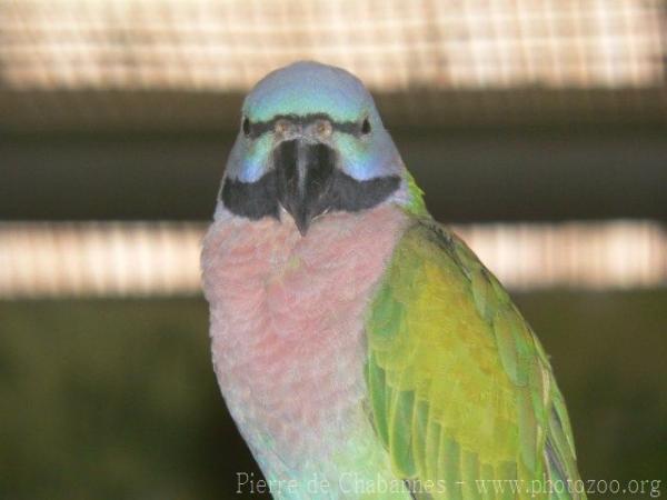 Mainland moustached parakeet