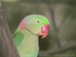 Alexandrine parakeet *