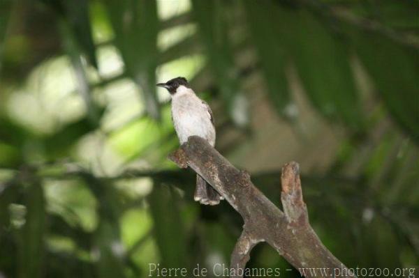 Sooty-headed bulbul