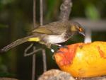 Orange-spotted bulbul