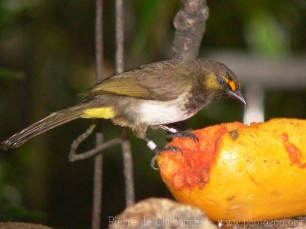 Orange-spotted bulbul