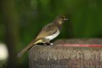 Orange-spotted bulbul