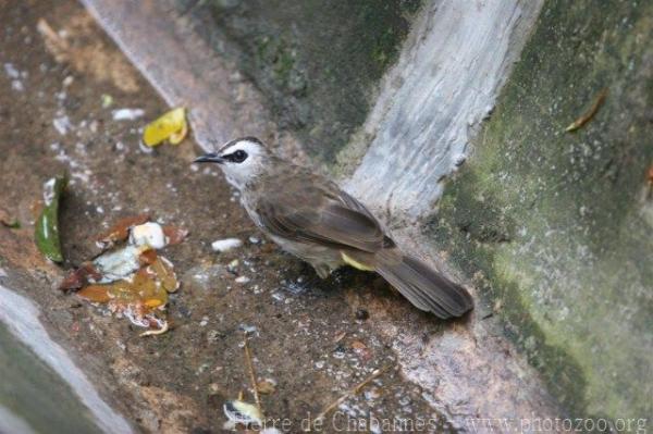 Yellow-vented bulbul