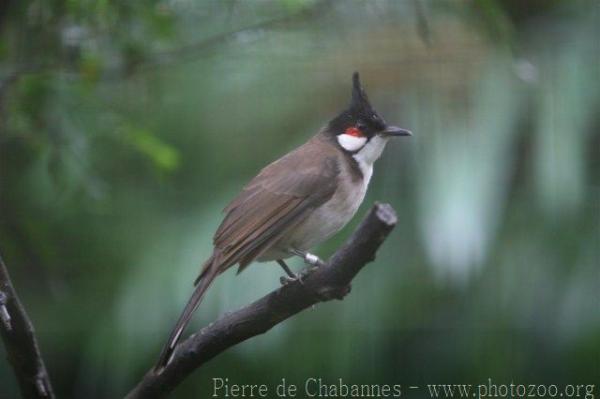 Red-whiskered bulbul