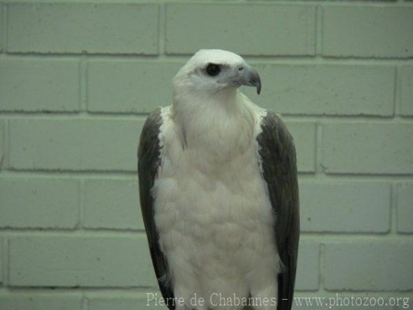 White-bellied sea-eagle