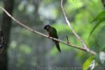 Painted conure *