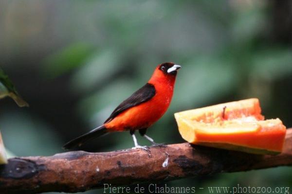 Masked crimson tanager