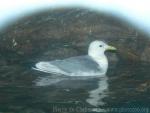 Black-legged kittiwake