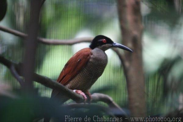 Twelve-wired bird-of-paradise