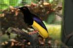 Twelve-wired bird-of-paradise