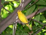 Saffron finch