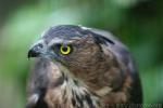 Wallace's hawk-eagle