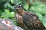 Wallace's hawk-eagle