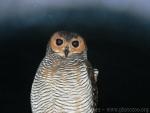 Spotted wood-owl