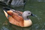 South African Shelduck