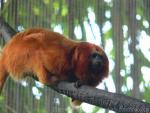 Golden lion tamarin *