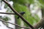 Turquoise tanager