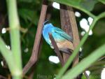 Golden-naped tanager *