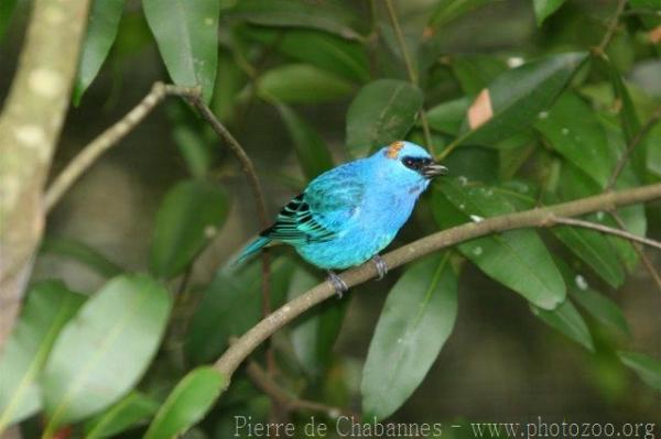 Golden-naped tanager *